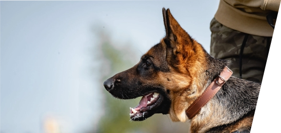 Разыскные собаки